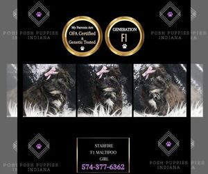 Maltipoo Puppy for sale in WARSAW, IN, USA