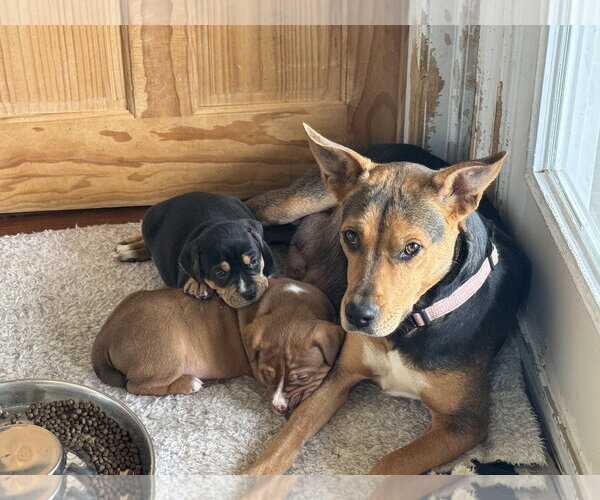 Medium Photo #6 Mutt Puppy For Sale in Holly Springs, NC, USA