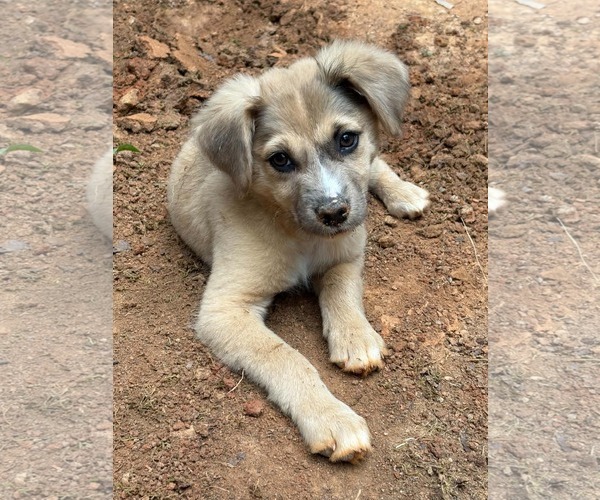Medium Photo #3 Mutt Puppy For Sale in Forest, VA, USA