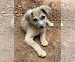 Small #2 Mutt