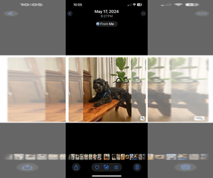 Father of the Maltipoo (Miniature) puppies born on 10/13/2025