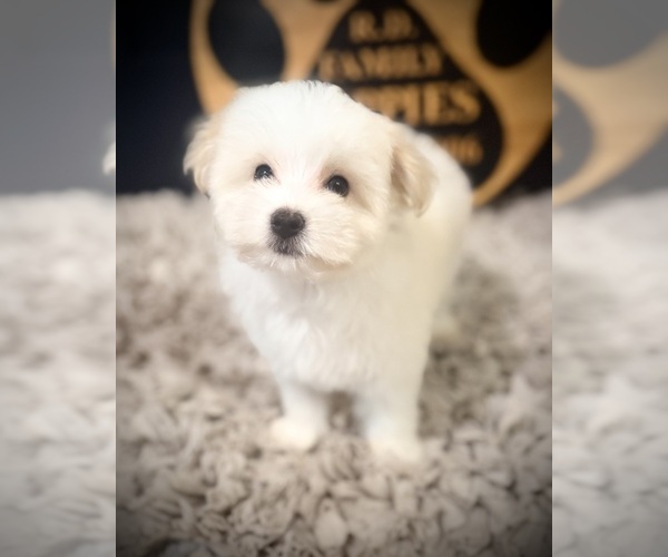 Medium Photo #5 Maltipoo (Toy) Puppy For Sale in CROSSVILLE, TN, USA