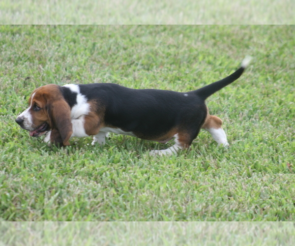 Medium Photo #19 Basset Hound Puppy For Sale in MEMPHIS, MO, USA