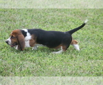 Small #1 Basset Hound