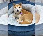 Small #2 Shiba Inu