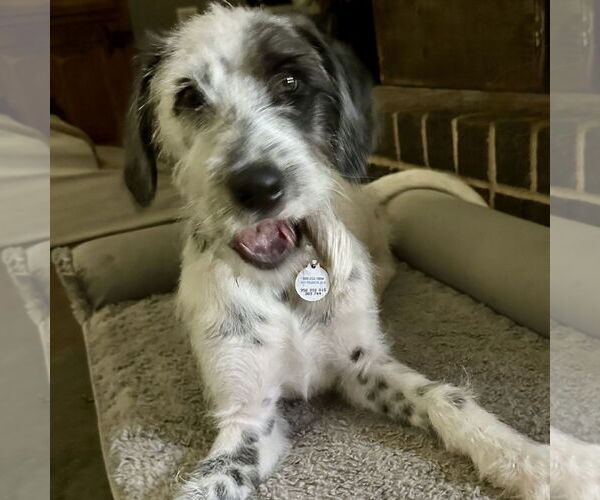 Medium Photo #2 Dalmatian-Old English Sheepdog Mix Puppy For Sale in Fort Worth, TX, USA