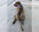 Small #3 Mutt