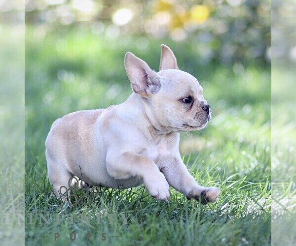 Medium Photo #3 French Bulldog Puppy For Sale in RONKS, PA, USA