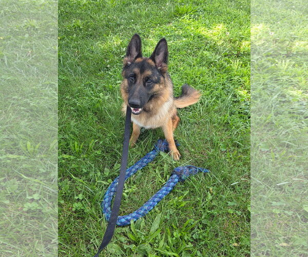 Medium Photo #1 German Shepherd Dog Puppy For Sale in Macon, MO, USA
