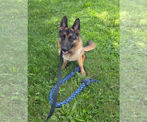 German Shepherd Dog Dogs for adoption in Macon, MO, USA