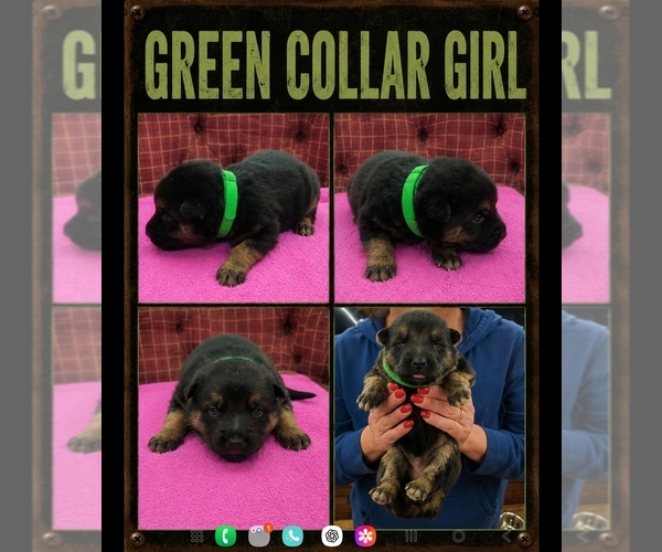 Medium Photo #5 German Shepherd Dog Puppy For Sale in GREENSBURG, PA, USA