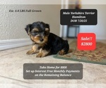 Image preview for Ad Listing. Nickname: Hamilton