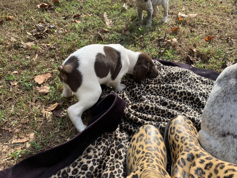 Medium Photo #6 German Shorthaired Pointer Puppy For Sale in PROSPECT, VA, USA