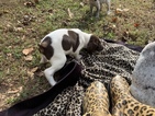 Small Photo #6 German Shorthaired Pointer Puppy For Sale in PROSPECT, VA, USA