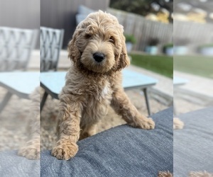 Goldendoodle Puppy for sale in OAKLAND, CA, USA