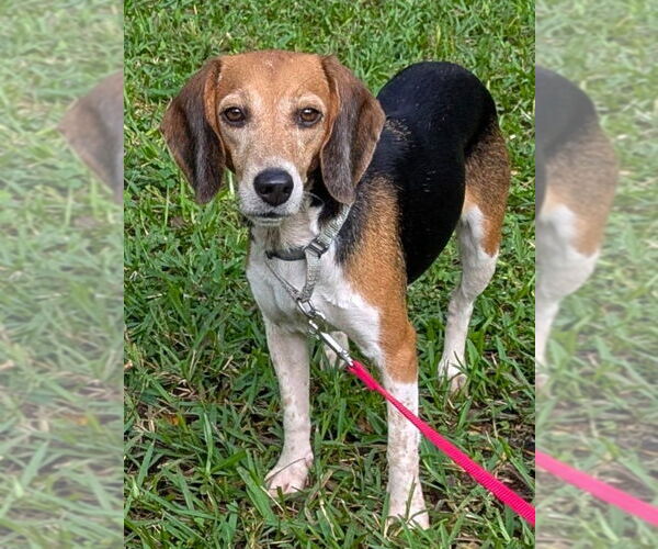 Medium Photo #5 Beagle Puppy For Sale in Dunnellon, FL, USA
