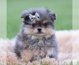 Medium Pomeranian