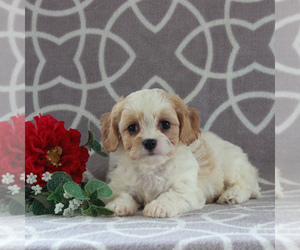 Cavachon Puppy for sale in GORDONVILLE, PA, USA