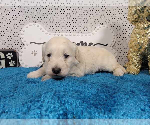 Medium Photo #4 Goldendoodle mix (+ Poodle Toy) Puppy For Sale in BLACK FOREST, CO, USA