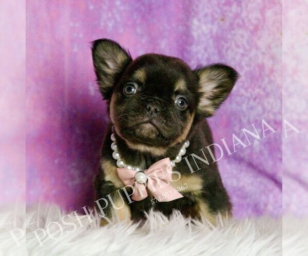 Medium Photo #17 French Bulldog Puppy For Sale in WARSAW, IN, USA
