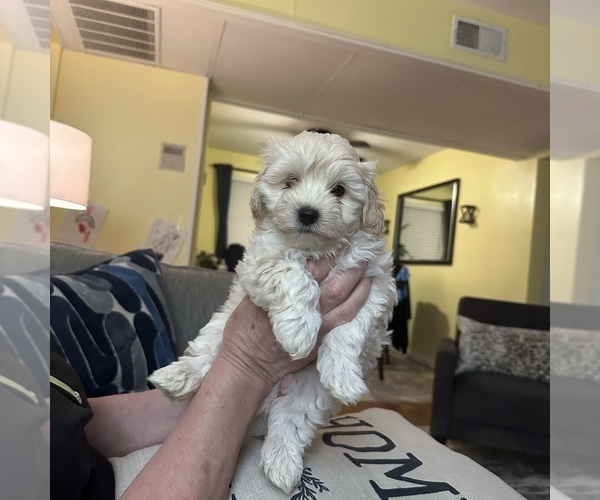Medium Photo #7 Maltipoo Puppy For Sale in ALEXANDRIA, VA, USA