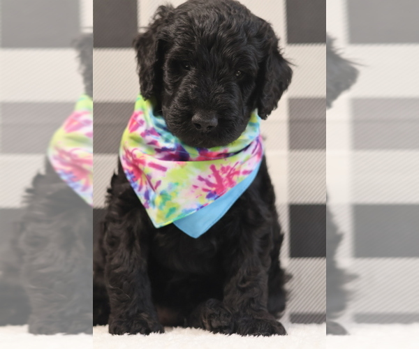 Medium Photo #4 Goldendoodle Puppy For Sale in MANCHESTER, CT, USA