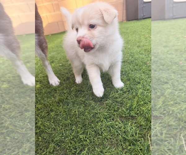 Medium Photo #1 Pomsky Puppy For Sale in LAVEEN, AZ, USA