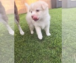 Puppy Puppy 4 Pomsky