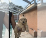 Small #2 Golden Retriever