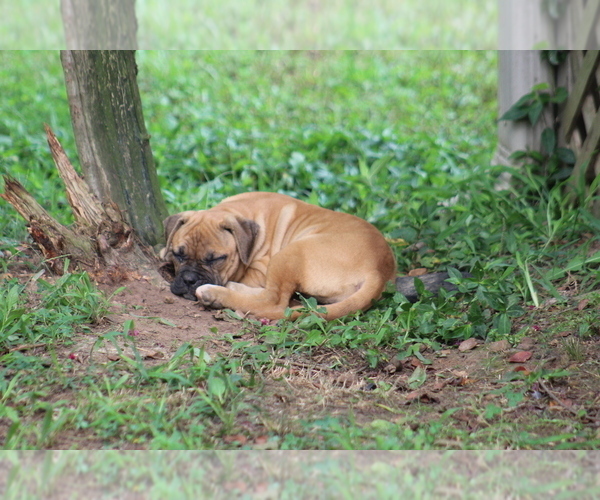 Medium Photo #3 American Bulldog Puppy For Sale in PARIS, TN, USA