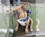 Small #9 French Bulldog
