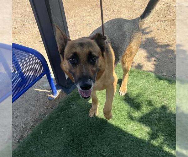 Medium Photo #1 German Shepherd Dog-Unknown Mix Puppy For Sale in HESPERIA, CA, USA