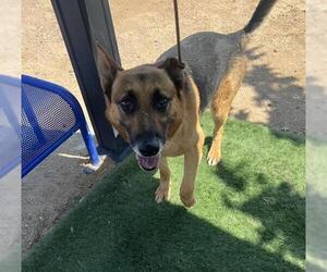 German Shepherd Dog-Unknown Mix Dogs for adoption in HESPERIA, CA, USA