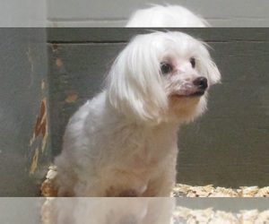 Maltese Dogs for adoption in CARROLLTON, GA, USA