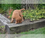 Small #2 Golden Retriever