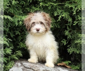 Poodle (Miniature)-Portuguese Water Dog Mix Puppy for sale in FREDERICKSBG, OH, USA