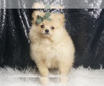Puppy 12 Pomeranian