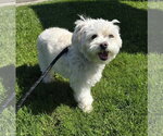 Small Maltipoo (Miniature)