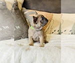 Small Photo #14 French Bulldog Puppy For Sale in MISSION HILLS, CA, USA
