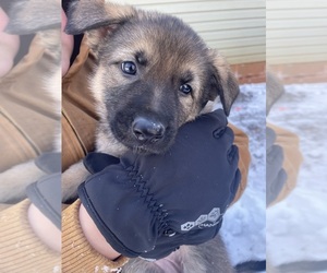 Medium German Shepherd Dog