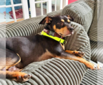 Small #1 American Staffordshire Terrier-Chihuahua Mix