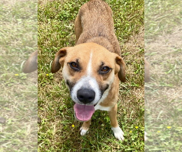 Medium Photo #2 Mutt Puppy For Sale in Bryant, AR, USA