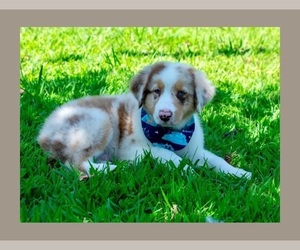 Australian Shepherd Puppy for sale in VIRGINIA BEACH, VA, USA