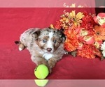 Small Photo #6 Miniature Australian Shepherd Puppy For Sale in MOUNT SHASTA, CA, USA