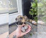 Puppy Salem American Bully