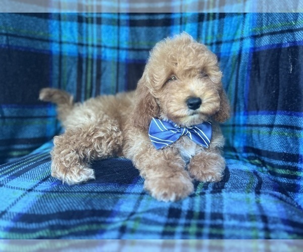 Medium Photo #3 Cock-A-Poo Puppy For Sale in LAKELAND, FL, USA