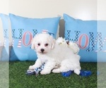 Small #2 Bichon Frise