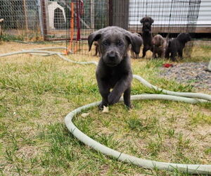 Labrador Retriever Litter for sale in HAGERMAN, ID, USA