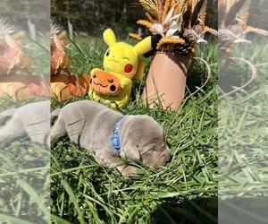 Labrador Retriever Puppy for sale in NEOLA, WV, USA