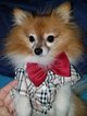 Small Photo #1 Pomeranian Puppy For Sale in MARTIN, OH, USA